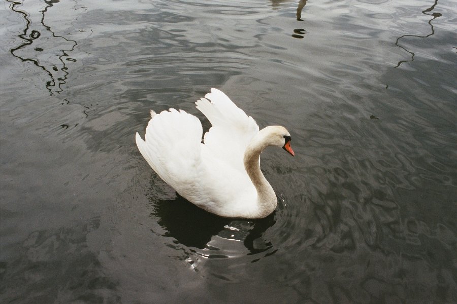 2003060210 grimstad zwaan